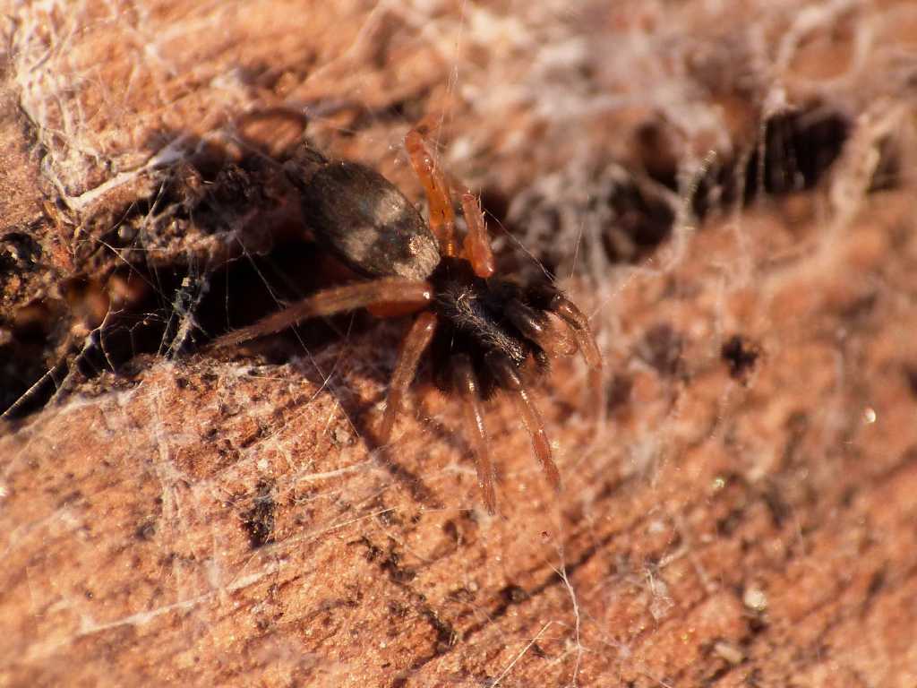 Piccolo Gnaphosidae colorato: cfr Poecilochroa  - Ostia (RM)